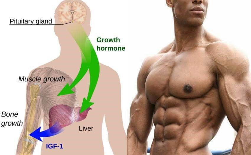تاثیر هورمون رشد در رسیدن به نتایج دلخواه بدنسازی