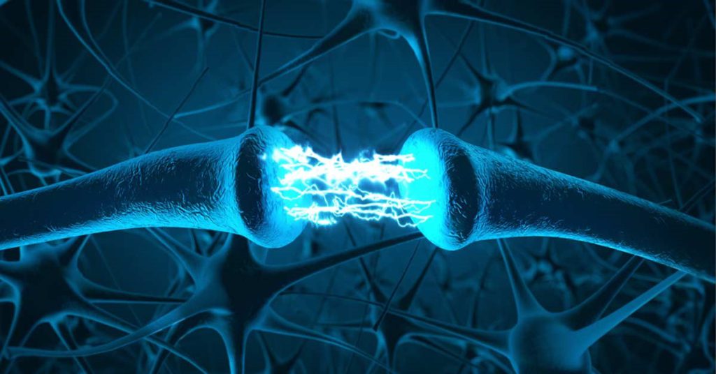 Nerve and muscle coordination