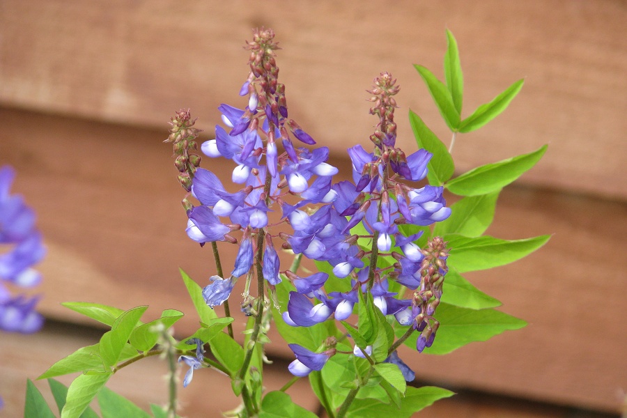 قرص گیاهی گالگا چه تاثیری دارد؟