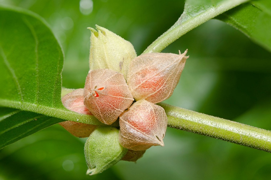 آشو‌اگاندا چه فواید و تاثیراتی در بدنسازی دارد؟
